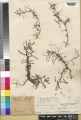 Phyllanthus fraternus Kew barcode=K000246586 52329.jpg