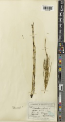 Equisetum palustre Kew imageBarcode=K001057681 650549.jpg