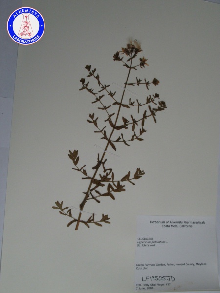 File:Hypericum perforatum LF19505JD A0154.jpg