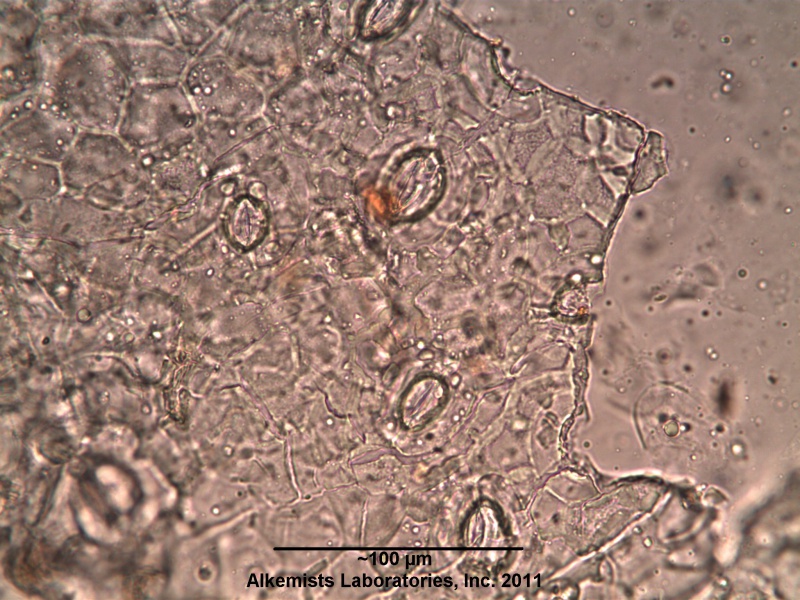 File:Uva Ursi-1 - Alkemist Laboratories.jpg