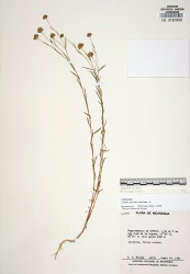 Linum usitatissimum Tropicos 63362.jpg