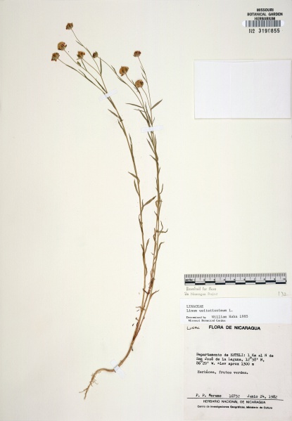 File:Linum usitatissimum Tropicos 63362.jpg