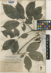 Handroanthus impetiginosus Kew imageBarcode=K000449913 257529.jpg