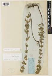 Origanum vulgare subsp. hirtum Kew barcode=K001070104 617713.jpg
