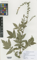Agrimonia eupatoria Kew imageBarcode=K000914194 517002.jpg