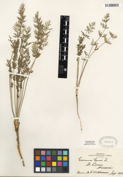 File:Carum carvi Tropicos 88617.jpg