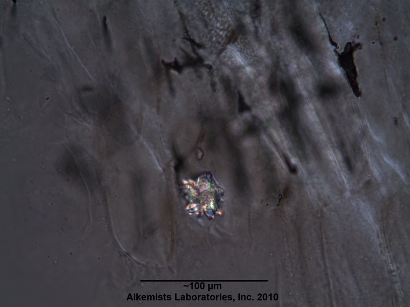 File:Panax Ginseng C.A. Mey -Araliaceae--1.jpg