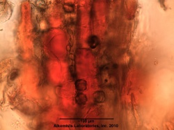 Smilax aristolochiifolia - Alkemist Laboratories.jpg