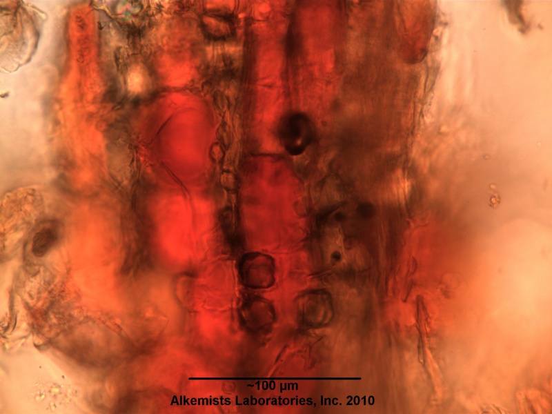 File:Smilax aristolochiifolia - Alkemist Laboratories.jpg