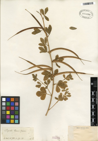 File:Trigonella foenum-graecum Tropicos 100260672 (S).jpg