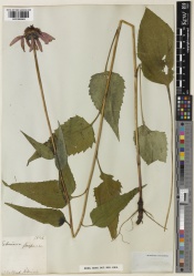 Echinacea purpurea Kew imageBarcode=K001065963 669584.jpg
