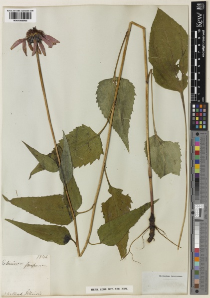 File:Echinacea purpurea Kew imageBarcode=K001065963 669584.jpg
