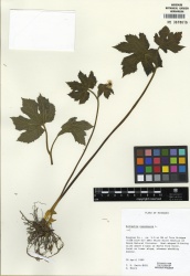 Hydrastis canadensis Tropicos 100105541.jpg