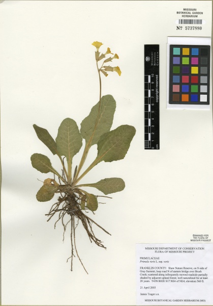 File:Primula veris Tropicos 100105416 (S).jpg