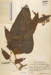 Smilax aristolochiifolia Tropicos 26042.jpg