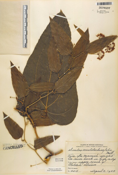 File:Smilax aristolochiifolia Tropicos 26042.jpg