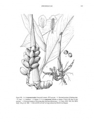 Amomum compactum Tropicos 43058.jpg