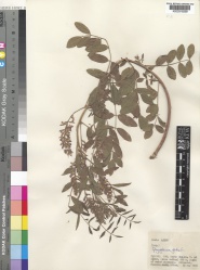 Glycyrrhiza glabra Kew imageBarcode=K000316299 82175.jpg