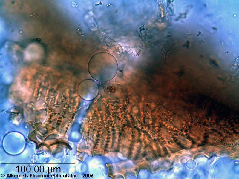 File:Cnidium monnieri-1 - Alkemist Laboratories.jpg