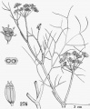 Foeniculum vulgare Tropicos 83359.jpg