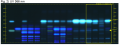 Ligusticum spp. root-UV 366 nm-hptclc-association.png