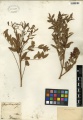 Glycyrrhiza glabra - Tropicos.jpg