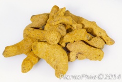 4-5 Sprouted Organic Ginger Roots - Heirloom Curcuma Longa Rhizomes For Planting, Herb