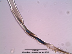 Plantago lanceolata-1 - Alkemist Laboratories.jpg