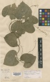 Tinospora cordifolia Kew barcode=K000644588 273434.jpg