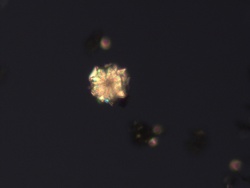 Ginkgo polarized ca oxalate crystal, 200x.jpg