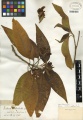 Justicia adhatoda Tropicos 100186215.jpg