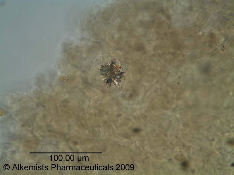 File:Chickweed herb Alkemist Laboratories.jpg
