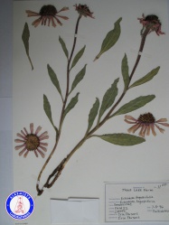 Echinacea angustifolia (1) DG3502NSF A1393.jpg