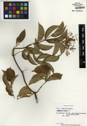Sambucus nigra Tropicos 100000898 (S).jpg