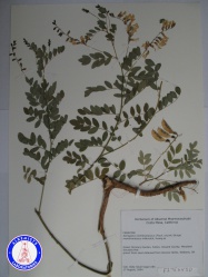 Astragalus membranaceus F27504JD A1334.jpg