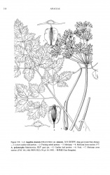 Angelica sinensis Tropicos 73055.jpg