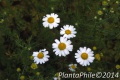 PlantaPhile - 1162.jpg