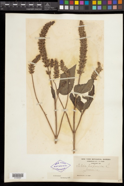 File:Salvia hispanica L. - Starr - 01495097.jpg