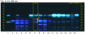 Angelica dahurica-UV 366 nm-hptlc-association.png