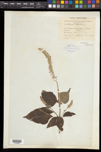 File:Salvia hispanica L. - Starr - 01495095.jpg