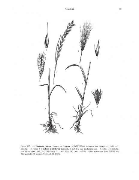 File:Hordeum vulgare Tropicos 84666.jpg