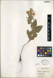 Verbascum phlomoides Tropicos 100123203 (S).jpg