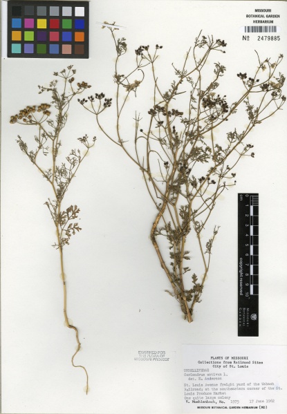 File:Coriandrum sativum Tropicos 88134.jpg