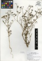 Coriandrum sativum Tropicos 88134.jpg