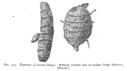 Winton - Curcuma longa Fig 515.png