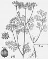 Coriandrum sativum Tropicos 83358.jpg