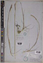 Elymus repens Kew imageBarcode=K001065435 666728.jpg