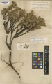 Arctostaphylos uva-ursi Kew imageBarcode=K000534677 203247.jpg