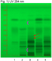 Chebulic myrobalan fruit-UV 254-hptclc-association.png