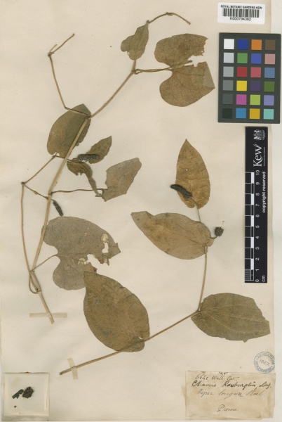 File:Piper longum Kew barcode=K000794362 381064.jpg